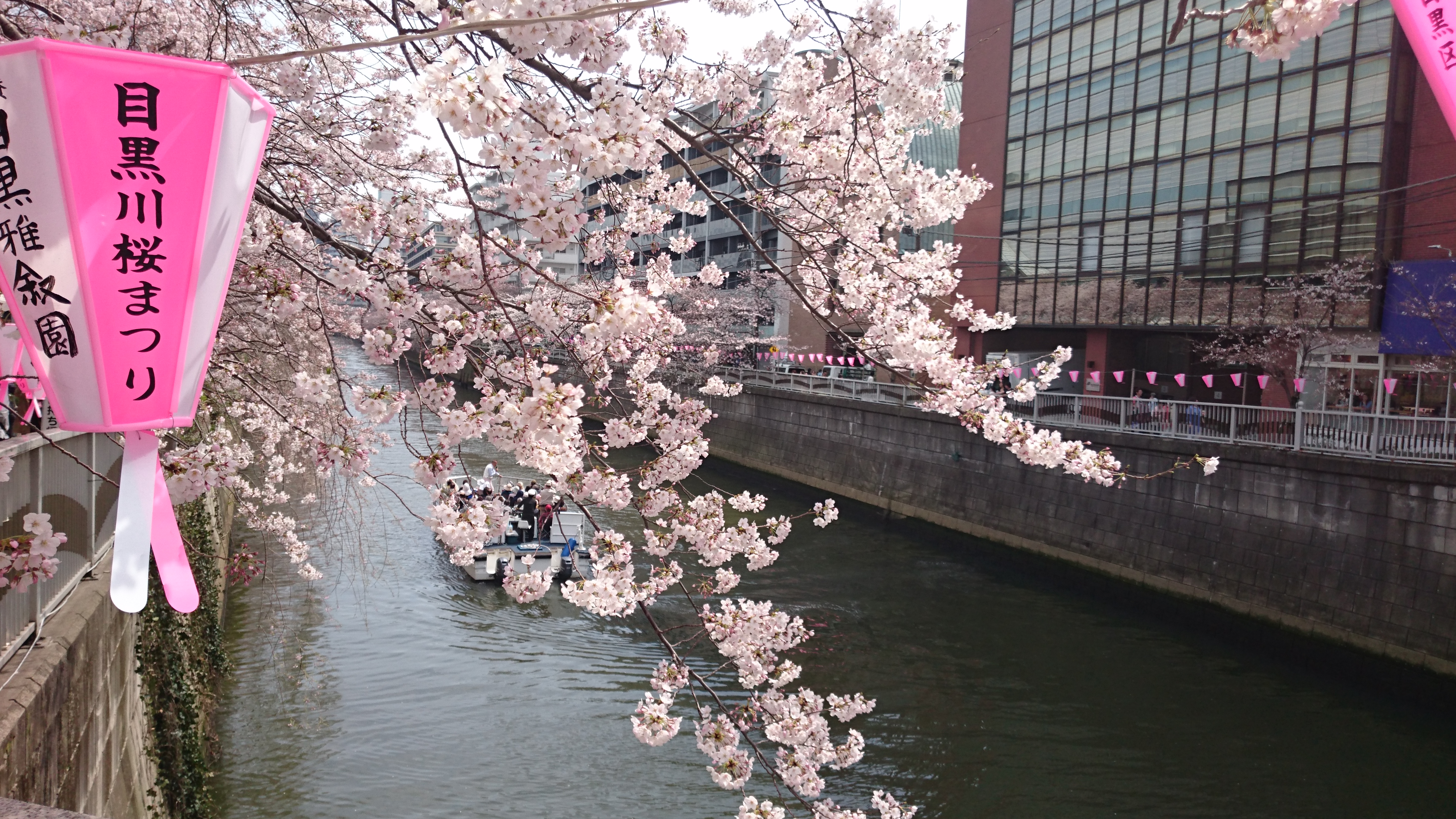 目黒川 雅叙園付近の桜 昼