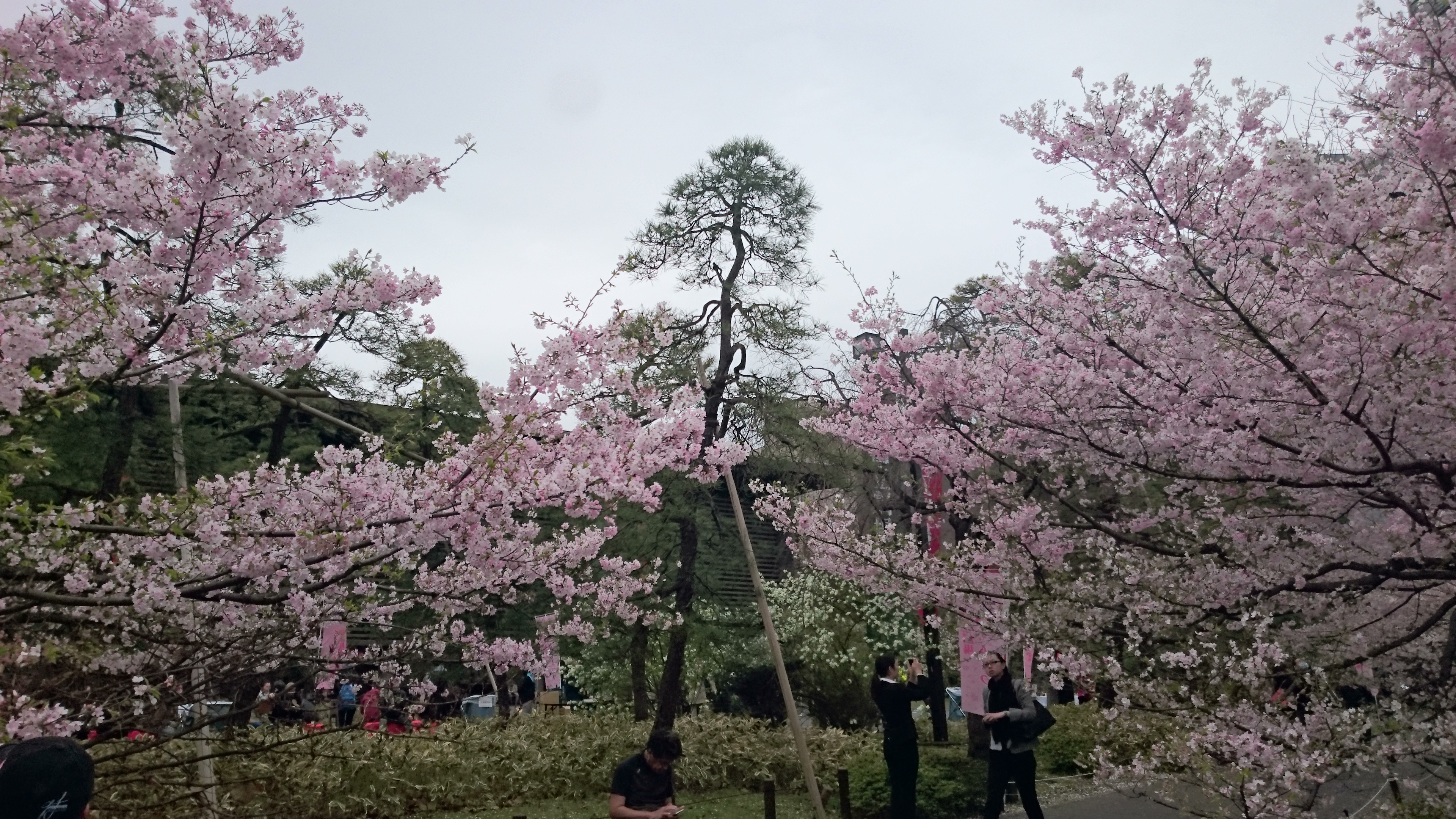 国立劇場の桜はピンクが濃い