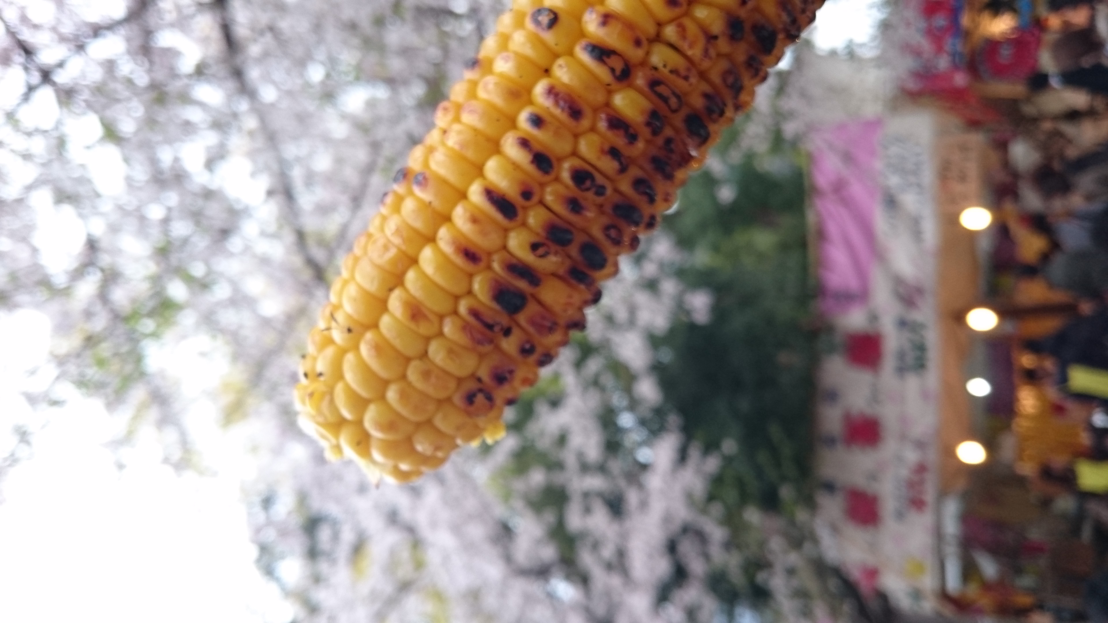 とうもろこしと桜