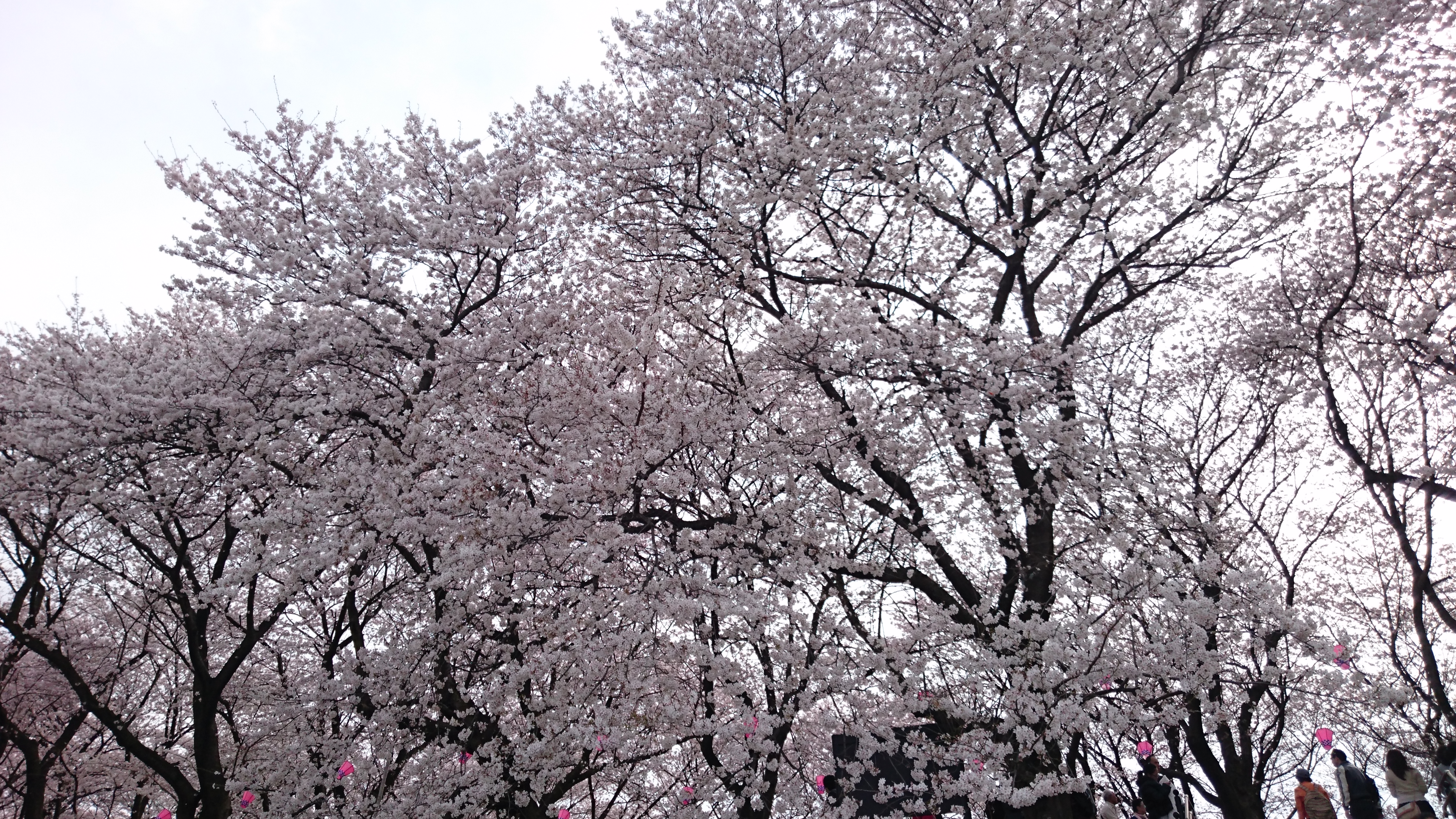 桜だけでも壮観