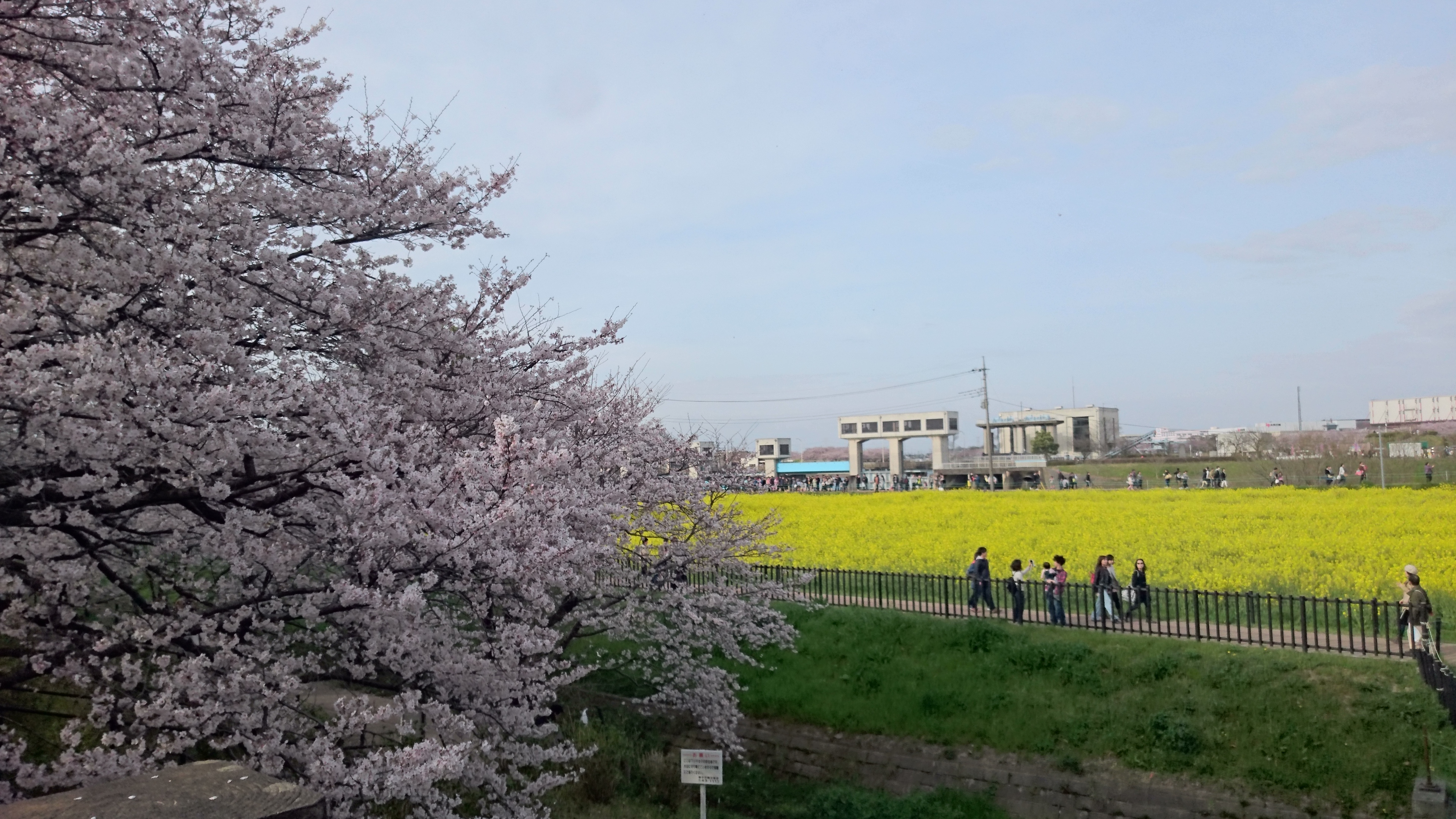 堤側から桜、菜の花を臨む